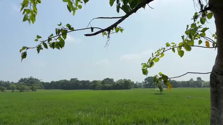 The video shows a wide shot of a green rice paddy field under a bright, slightly hazy sky. The foreground is dominated by a tree branch with green leaves hanging down from the top of the frame, obscuring a portion of the sky and framing the view of the field. In the middle ground, a dense line of trees forms a natural border across the horizon. On the right side of the field, a single, small, solitary tree stands out. The overall impression is one of natural tranquility, possibly in a rural or agricultural setting.
