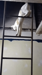 Calico cat explores elevated structures in Viadana building overnight