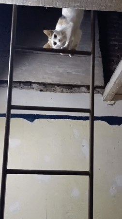 Calico cat explores elevated structures in Viadana building overnight