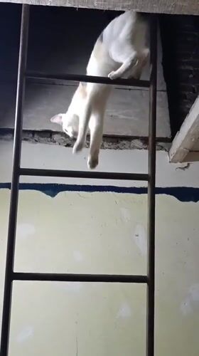 Calico cat explores elevated structures in Viadana building overnight