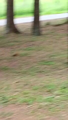 This is a short video clip showing a small, brown bird hopping on a grassy area covered with pine needles and small twigs. The bird is the primary subject, and its movement is captured in a jerky, natural fashion. In the background, several large trees with rough bark are visible, suggesting a wooded or park-like setting. The ground is a mix of brown earth, scattered pinecones, and patches of green grass and low-lying plants. The lighting appears natural, indicating it's daytime, likely with overcast or dappled light due to the presence of trees. The overall mood is calm and natural, focusing on the simple activity of the bird in its environment. There is no visible text in the video.
