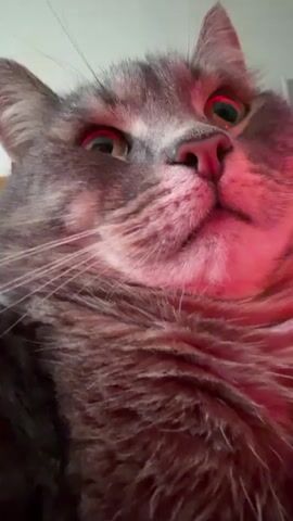 The video is a close-up shot of a gray tabby cat. The cat's face fills the frame. Its eyes are open and appear to reflect red light. The cat's whiskers are prominent. The lighting is dim, with a strong red hue cast on the cat's face and fur. The cat's expression is neutral or slightly curious. The background is out of focus but appears to be an indoor setting. The video is short, with the timestamp indicating it is less than five seconds long.