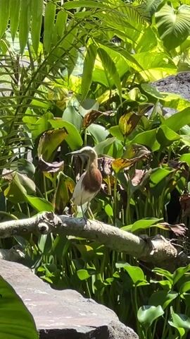 The video depicts a heron standing on a branch. The bird has a white chest, brown neck, and a long beak. It is surrounded by lush green foliage. Some of the leaves are browning. A rock is partially visible next to the branch. In the background, voices can be heard. The scene appears to be outdoors in a garden or natural setting.