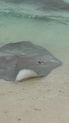 A stingray sits in shallow water near the edge of a white sandy beach. Waves lap gently over it. A shark swims near the stingray in the clear, turquoise water. Only the dorsal fin and part of the shark’s back are visible.