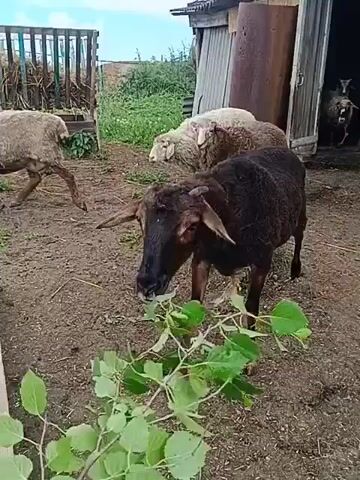 A black sheep with horns is eating green leaves from a branch near a feeding trough. Two other sheep, one light brown and one with black and white markings, are also visible in the background. The environment appears to be a farm or rural setting with a wooden feeder and dirt ground. A human hand reaches into the frame from the bottom left corner, holding a stem with leaves. The video seems to be shot at eye-level with the sheep.