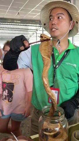 A man in a green polo shirt with white polka dots, a light-colored wide-brimmed hat, and black gloves is shown holding a preserved cobra. He uses a slender wooden stick to lift the light brown, coiled cobra from a glass jar filled with a clear liquid. The cobra's hood is visible, characteristic of its species. The man looks intently upwards and to his right, presenting the snake. His green shirt displays the text "VIETNAM TO TRAVEL" and a Nike logo. A lanyard with an ID card hangs around his neck. In the background, a blurry child in a pink shirt and a red plastic stool are visible. The setting appears to be an indoor space, possibly a market or an exhibition area, with a concrete floor and simple overhead lighting, in Thới Sơn, Vietnam.