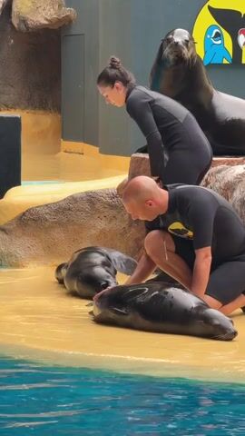A man and a woman in black wetsuits are interacting with two sea lions on a sandy, wet platform near a pool of blue water. The man is kneeling and gently touching the head of a sea lion lying on its stomach, while the other sea lion is positioned slightly behind it, also lying down. The woman is standing and observing the interaction, with her left hand extended slightly forward. In the background, another sea lion is perched on a rock, and colorful cartoon images are visible on a wall. The environment appears to be an exhibit at a zoo or aquarium.