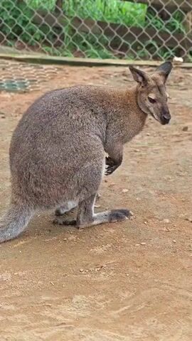 The video shows a kangaroo in an outdoor enclosure. The kangaroo is mostly brown with lighter fur on its belly and tail. It is standing on a dirt ground, with a chain-link fence and greenery in the background. Two people are visible in the foreground, partially obscuring the view of the kangaroo. The person on the left is wearing a blue t-shirt and has tattoos on their arm and leg. The person on the right is wearing a black jacket with a plaid lining. The kangaroo is looking to the right, and its right paw is slightly raised. The video is shot from a medium distance, capturing the kangaroo and the lower halves of the two people.