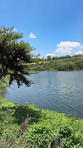The video presents a serene natural landscape in Pueblo Nuevo de Jasso, Mexico, on a bright, sunny day with a clear blue sky and scattered white clouds. The central feature is a calm body of water, likely a lake or pond, its surface gently rippled.

The foreground is filled with dense, vibrant green vegetation, including various leafy plants and some cacti, lining the water's edge. A distinctive tree with dark, sparse foliage stands on the left bank. As the camera slowly pans to the right, a small hill or mound becomes prominent across the water. This hill is covered in vegetation and has several trees on its summit. The water appears dark blue or green, reflecting the sky and surrounding greenery. The scene is peaceful and undisturbed, emphasizing the natural environment. There are no people or visible text in the video.