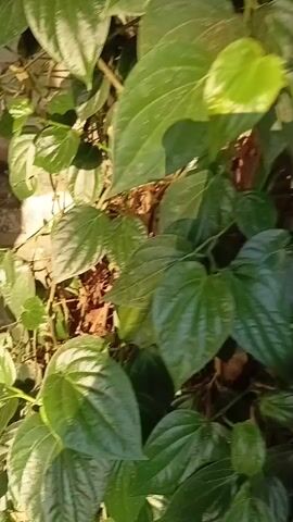 The video shows a close-up, handheld shot of a dense cluster of dark green, heart-shaped leaves. The leaves appear glossy and are attached to thin, brown stems, suggesting they belong to a vine or climbing plant. Sunlight filters through the leaves, creating bright highlights and shadows, indicating an outdoor setting. The background is out of focus, showing glimpses of what appears to be dry soil or mulch and possibly other vegetation. The camera moves slightly, causing the leaves to sway gently.
