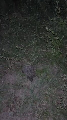 A hedgehog is foraging for food at night in a grassy area with bushes. The hedgehog is moving slowly and sniffing the ground. The video is dark and grainy, but the hedgehog is clearly visible. The hedgehog appears to be healthy and is moving through its natural habitat.