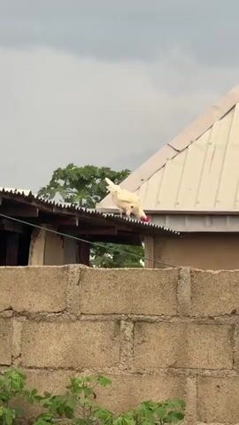 A chicken is visible on the roof of a building. Another chicken is partially visible inside a structure next to it. The sky is overcast. A brick wall with green foliage in front of it is in the foreground.