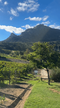 Wine tasting and dining experience at Cape Town vineyard
