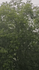 Heavy downpour soaks trees and street greenery
