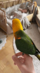Pet parrot visits child in crib in Khimki