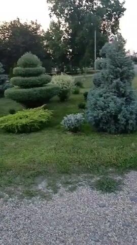 A video captures a landscaping arrangement of various evergreen trees and bushes, some meticulously sculpted into geometric shapes. The scene includes a gravel path in the foreground, and a glimpse of houses and trees in the background, suggesting a suburban or rural setting. The lighting indicates it is either early morning or late evening. No people are visible.