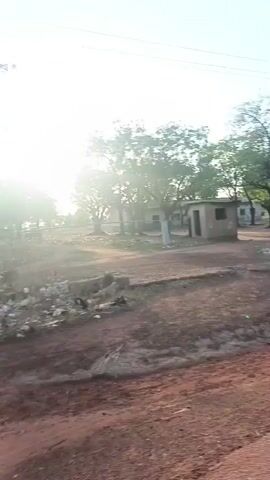 The video depicts an open, dusty area dotted with sparse trees, possibly in a rural setting. Several simple, single-story structures are visible in the background, suggesting they might be buildings in a village or compound. The terrain is uneven, with patches of exposed soil and minimal ground cover.  The lighting conditions indicate it is either early morning or late afternoon, as the sunlight is diffused and creates strong shadows.  There is no visible human presence in the immediate foreground, but the overall setting hints at a human-inhabited area. The camera appears to be in motion, moving along a dirt path.