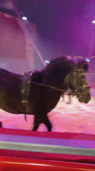 Pony performs in circus tent in Gabrovo, Bulgaria
