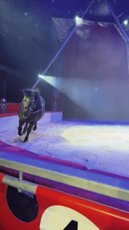 Pony performs in circus tent in Gabrovo, Bulgaria