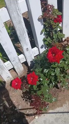 The video shows a close-up of two rose bushes growing along a white picket fence. The first bush has several red roses in full bloom, surrounded by green foliage. The second bush has yellow and orange roses, also with green leaves. The ground is covered in dirt and small rocks. The sun casts shadows on the fence and ground. A dog barks in the background.