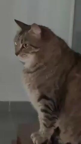 The video shows a close-up of a tabby cat sitting on a surface. The cat is mostly brown with darker stripes. It looks down and then up at the camera. The background is a white wall with vertical lines and a tile floor.