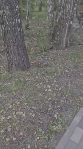A squirrel is shown foraging on the ground next to a tree. The squirrel is brown with a bushy tail and appears to be eating something. The ground is covered with fallen leaves and grass. There are other trees in the background.