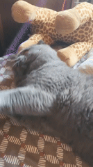 Gray Scottish Fold cat plays indoors amid urban scenes