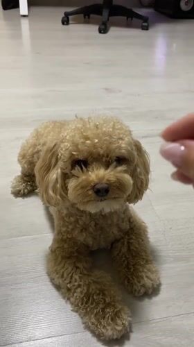 Toy poodle plays and gets treats indoors in Russia
