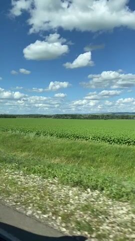 The video shows a moving view of a vast, green agricultural field under a bright blue sky dotted with fluffy white clouds. The field appears to be planted with uniform crops, possibly sunflowers or corn, stretching to the horizon. In the foreground, there is a strip of tall green grass and a gravelly roadside. A white utility pole with wires is visible on the left side of the frame. The perspective suggests the footage was captured from a vehicle traveling alongside the field. The overall impression is one of expansive rural landscape on a sunny day.