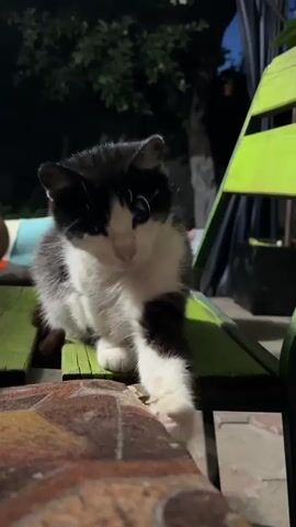 A kitten with black and white fur is sitting on a wooden surface, possibly a bench or table, outdoors at night. The kitten is in the process of extending one of its front paws forward, with its claws visible. The background is dark and out of focus, with some foliage and what appears to be a bright green chair or structure. The lighting suggests it's evening or nighttime. The kitten's gaze is directed forward, towards the viewer or something just beyond the frame.