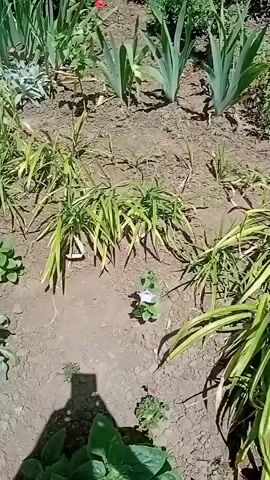 This is a video of a person filming their garden in Kherson, Ukraine. The garden appears to be well-maintained, with a variety of plants and flowers. The time of day is likely morning or afternoon, as there is bright sunlight casting shadows. The weather seems to be pleasant, as indicated by the open-air setting and clear visibility. The video captures the vibrant colors of the flowers and the lush greenery of the plants. The person filming is holding their phone, and their shadow is visible in the frame, indicating they are standing in the garden. The scene is peaceful and serene, evoking a sense of tranquility and appreciation for nature. There is no visible text in the video.