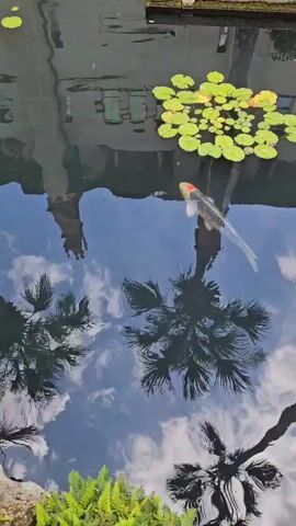 A video captures a tranquil scene at a pond, likely in Saint Augustine, USA. The primary subjects are a large koi fish swimming gracefully in the water and lily pads floating on the surface. The pond reflects the surrounding environment, including the cloudy sky and the silhouettes of palm trees. The reflection of a building, possibly with architectural elements like towers, is also visible on the water.

The activity is the serene movement of the koi fish through its aquatic habitat. The water is calm, with subtle ripples indicating the fish's presence and movement. The reflections suggest a sunny day with scattered clouds, typical of a pleasant outdoor setting. The lush green ferns at the bottom of the frame add to the natural beauty of the location.

There are no people visible in the video. The overall mood is peaceful and serene, evoking a sense of calm. The presence of palm trees and the architectural style reflected in the water might hint at a historical or tropical-inspired garden setting. The video does not contain any visible text.