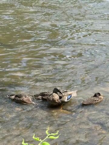 The video shows four ducks in shallow, clear water near a bank. The ducks are mostly brown and mottled in appearance. One duck in the center faces the camera and appears to be preening or cleaning itself. The other three ducks are positioned around it. Two of them have their heads down, possibly resting or sleeping. The water has a slight ripple, indicating gentle movement. Green foliage is visible at the bottom edge of the frame, suggesting a natural outdoor setting.