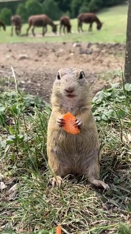 A ground squirrel is shown sitting upright on the grass, holding a slice of carrot in its paws and eating it. The ground squirrel is facing the camera. In the background, several horses are grazing in a field. The ground is dusty, and there is some vegetation around the squirrel.
