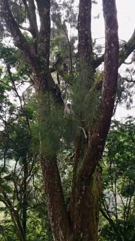 The video shows a tall tree with a few monkeys in it. The tree has a thick trunk and many branches, and is covered in moss in places. The monkeys are moving around in the branches. One monkey is lower down in the tree and more visible. The background is a forest.