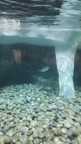 A penguin swims underwater in an aquarium. The penguin is swimming towards the left of the frame. The water is clear and the bottom of the tank is covered in rocks. There is ice above the water, and the rocks are dark in color.