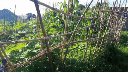 Cornfields and rural infrastructure along Rukuba Road, Nigeria