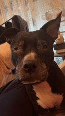 Pet owner and pit bull mix captured in casual moments