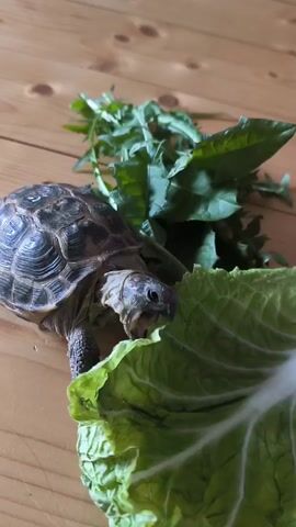 A tortoise is eating a green leafy vegetable on a wooden surface. The tortoise has a dark, patterned shell and is positioned close to a large, light green leaf. The tortoise's head is visible as it bites into the leaf. Behind the leaf are a few sprigs of a darker green, jagged-edged plant. The wooden surface has a light brown color and visible wood grain. The video appears to be filmed indoors.