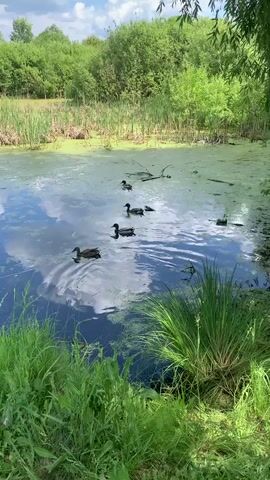 This is a video of a pond surrounded by vegetation. There are several ducks swimming in the pond. The water is dark and reflects the sky and clouds. Some parts of the pond are covered with green algae. The banks of the pond are covered with tall green grass and reeds. In the background, there are trees and bushes. The sky is partly cloudy.