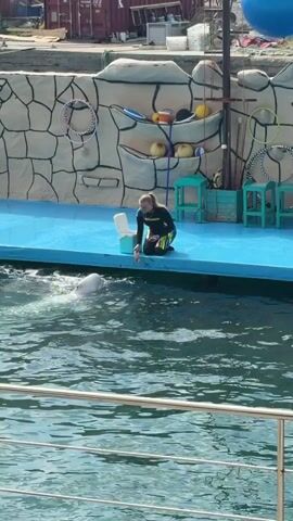 A person wearing a black and green wetsuit kneels on a blue platform next to a white bucket. They reach into the bucket and pull out a small item, extending their hand towards a white beluga whale that is partially submerged in the water. The whale is near the platform, its head and upper body visible. The background features a rock-patterned wall with various props like hoops, balls, and small stools. A blue inflatable object is visible in the upper right corner.