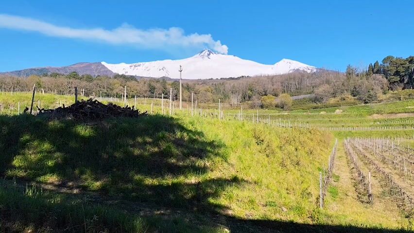The video shows a snow-capped mountain with a plume of smoke rising from its peak, under a clear blue sky. In the foreground, there is a grassy area with a pile of wood. A vineyard with rows of dormant vines extends towards the mountain. The scene is bathed in sunlight, creating shadows in the foreground. Trees are visible in the midground between the grassy area and the mountain.