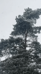 Spring snowfall blankets trees in Раздолье, Russia