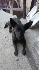 Black dog roams a courtyard in Aragatsavan, Armenia