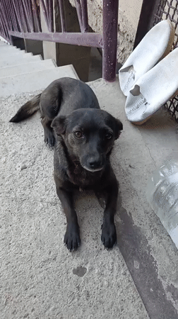 Black dog roams a courtyard in Aragatsavan, Armenia