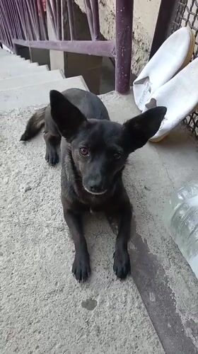 Black dog roams a courtyard in Aragatsavan, Armenia