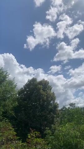 The video shows a view of the sky with clouds and trees. The sun is shining brightly, creating a lens flare in the upper right corner of the frame. The sky is a clear blue with scattered white clouds. In the foreground, there are green trees. One large tree with dark green leaves is prominent in the center of the frame. Other smaller trees and foliage are visible below and to the sides of the large tree. The scene appears to be outdoors on a sunny day.
