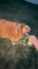 Golden retriever plays tug-of-war in Mexico neighborhood