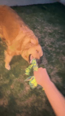 Golden retriever plays tug-of-war in Mexico neighborhood