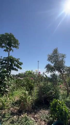 The video captures a daytime outdoor scene under a bright, sunny sky. The sun is prominently visible in the upper right corner, emitting a lens flare. The foreground consists of lush green vegetation, including tall grasses and leafy plants, with some scattered debris on the ground. In the mid-ground, there are several trees, one with a distinctive tall, slender trunk and large leaves, likely a papaya tree, and another with a more gnarled appearance. A cell tower stands tall in the background, centered in the frame, against the clear blue sky. Beyond the immediate vegetation, a glimpse of distant structures and a hazy horizon can be seen, suggesting a rural or semi-rural setting. The overall impression is one of natural abundance and a wide-open, clear environment.
